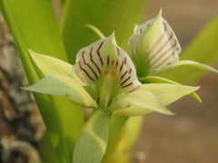 Prosthechea madrensis