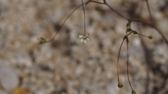 Nemacladus sigmoideus