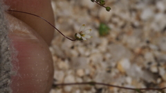 Nemacladus sigmoideus