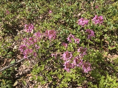 Rhododendron prinophyllum