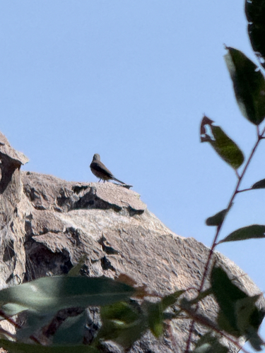 Sandstone Shrikethrush