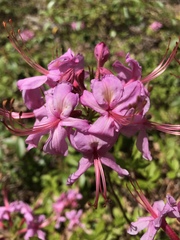 Rhododendron prinophyllum