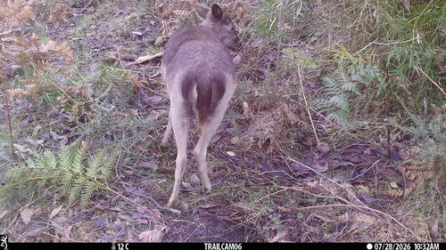 European Fallow Deer