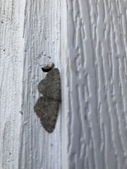 Aethalura intertexta