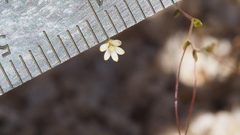 Nemacladus sigmoideus