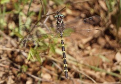 Cordulegaster bilineata