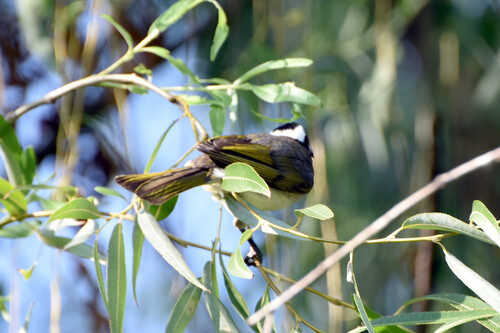 Light-vented Bulbul