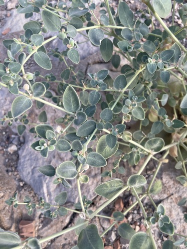 Euphorbia petiolata, 2026-07-31