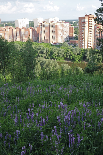 Vicia tenuifolia, photograph 2