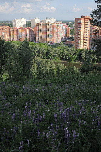 Vicia tenuifolia, photograph 1