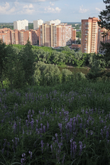Vicia tenuifolia, photograph (c) Oleg Kosterin, some rights reserved (CC BY)