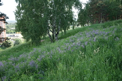 Vicia tenuifolia, photograph (c) Oleg Kosterin, some rights reserved (CC BY)