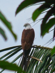 Haliastur indus indus