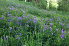 Vicia tenuifolia, photograph (c) Oleg Kosterin, some rights reserved (CC BY)