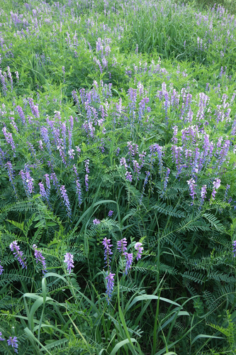Vicia tenuifolia, photograph 4