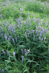 Vicia tenuifolia, photograph (c) Oleg Kosterin, some rights reserved (CC BY)