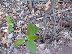 Lonicera dioica