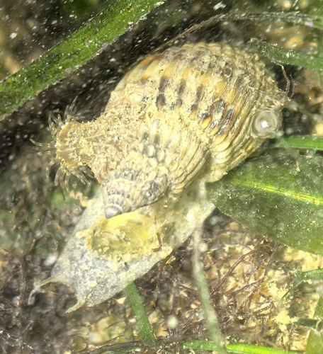 Nassarius livescens observed 2026-07-31