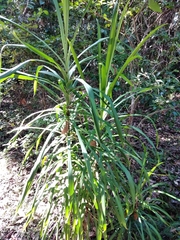 Cordyline stricta
