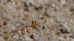 Eriogonum thurberi