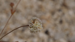 Eriogonum thurberi
