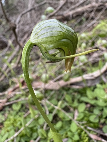 Nodding Greenhood
