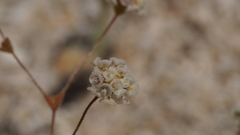 Eriogonum thurberi