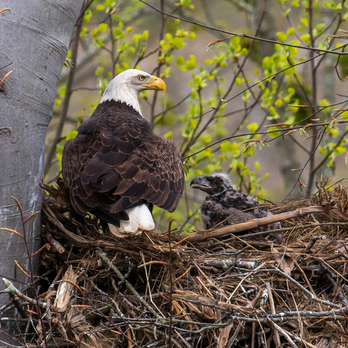 Bald Eagle photographed in Ohio