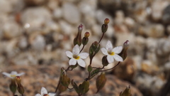 Nemacladus breviflorus
