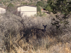 Odocoileus virginianus carminis