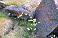 Papaver radicatum