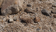 Nemacladus breviflorus