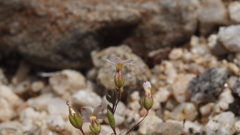 Nemacladus breviflorus