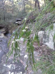 Baeckea linifolia