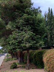 Sequoia sempervirens