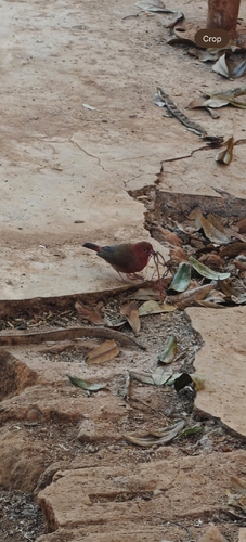 Red-billed Firefinch