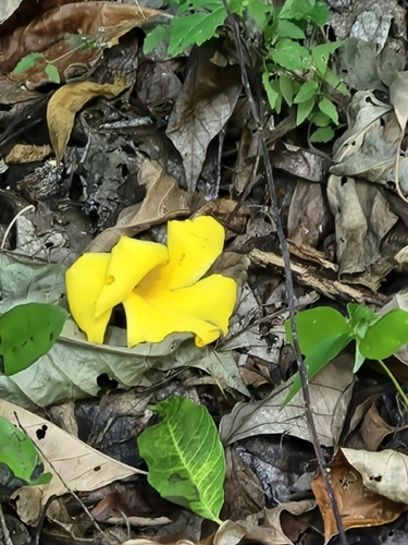 Tabernaemontana glabra, photograph 6