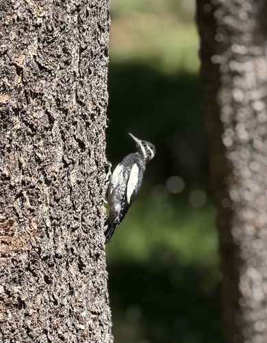 iNaturalist observation photo of Williamson's Sapsucker