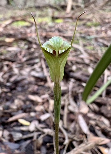 Trim Greenhood