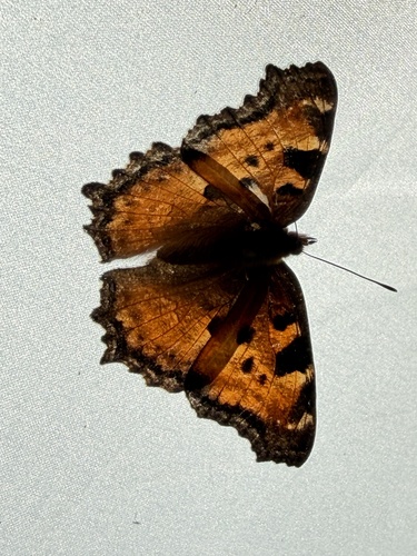 iNaturalist observation photo of California Tortoiseshell