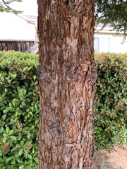 Sequoia sempervirens