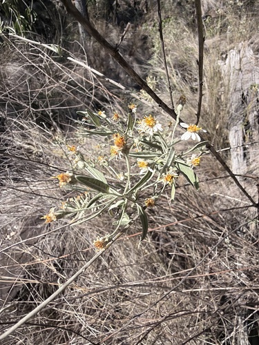 Olearia canescens