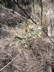 Olearia canescens