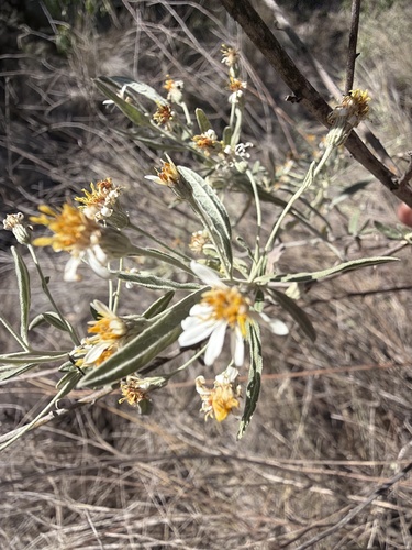 Olearia canescens, photograph 2