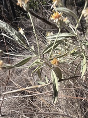 Olearia canescens, photograph (c) Martin Hannan-Jones, some rights reserved (CC BY)