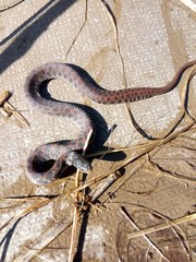 Clonophis kirtlandii