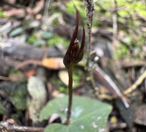 Mayfly orchid