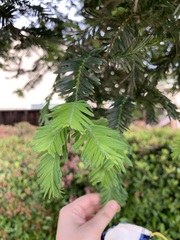 Sequoia sempervirens