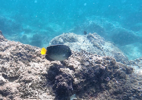 Apolemichthys xanthurus observed 2026-07-29