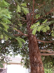 Sequoia sempervirens